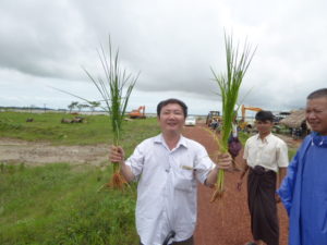 paddy trial in Bago